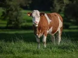 Illustration du concept MyMarguerit, combinant investissement dans le cheptel bovin laitier, activité agricole réelle et avantages fiscaux.